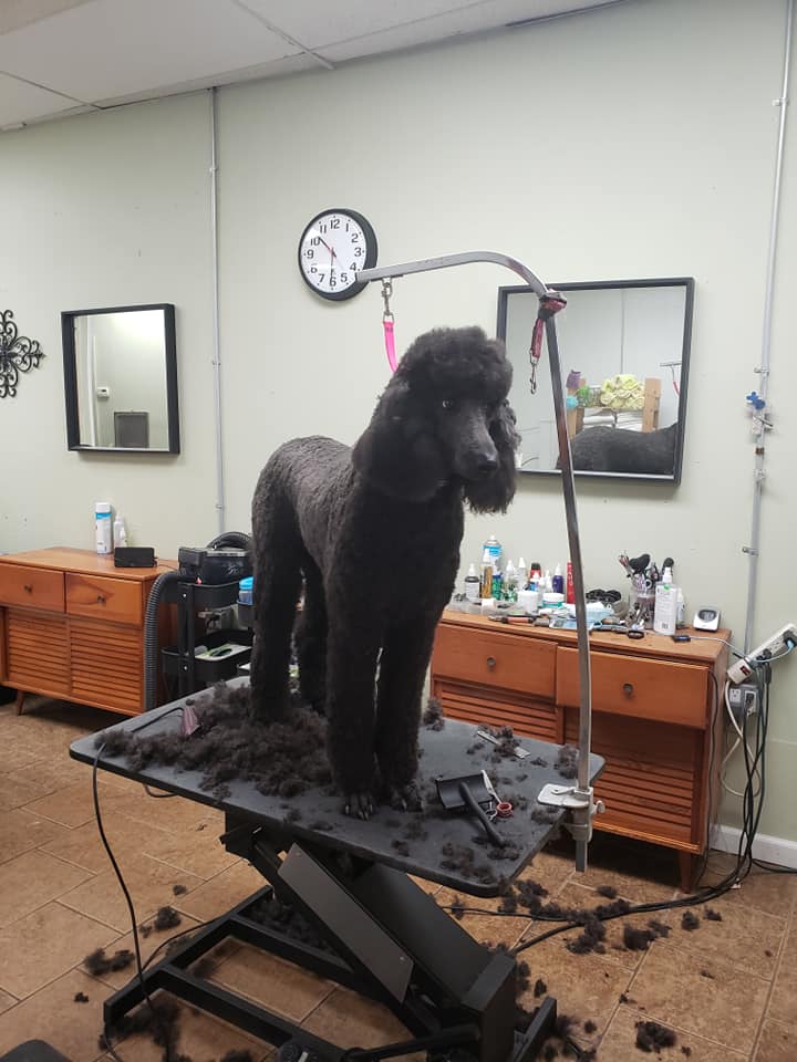 Healthy Pet Grooming & Supply Inc.