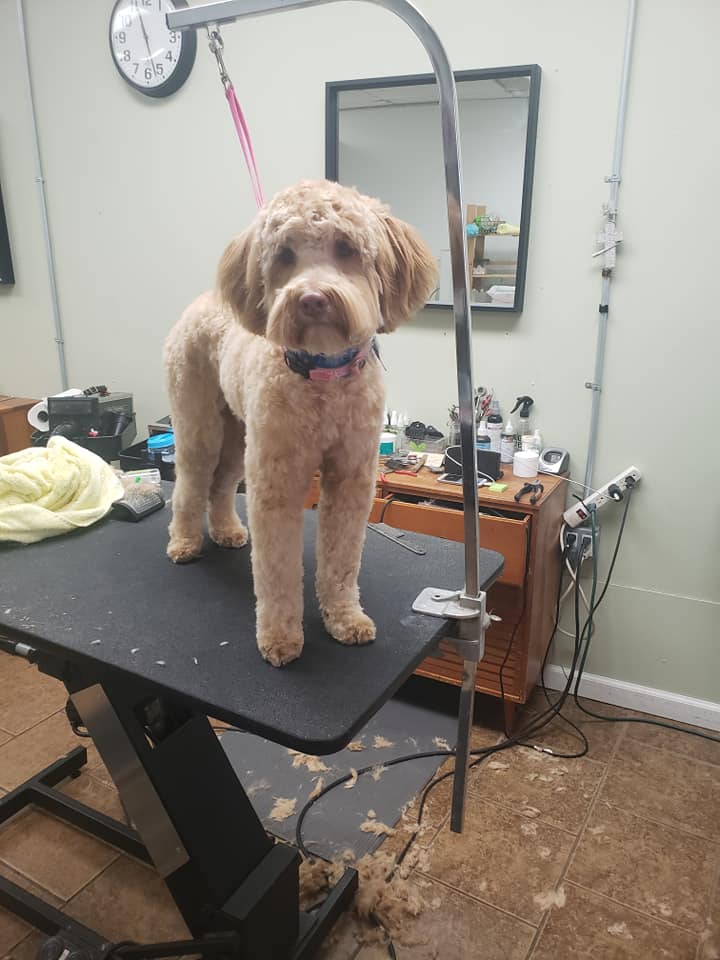 Healthy Pet Grooming & Supply Inc.