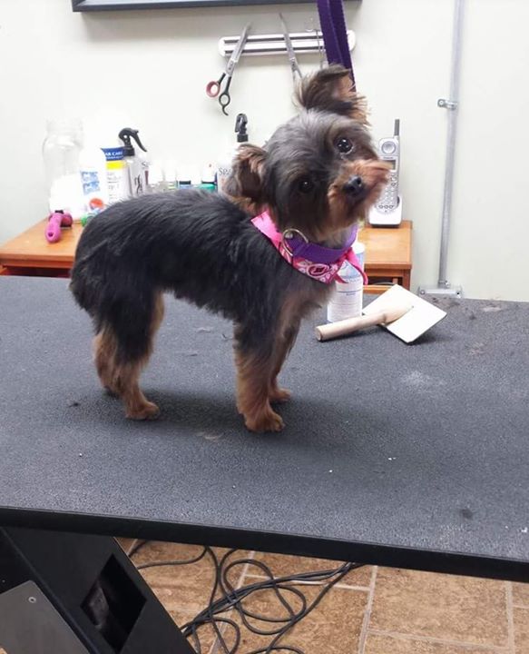 Healthy Pet Grooming & Supply Inc.