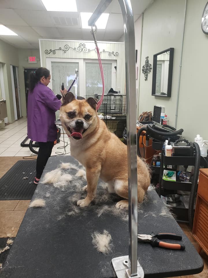 Healthy Pet Grooming & Supply Inc.