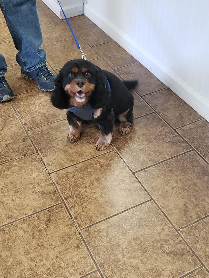 Healthy Pet Grooming & Supply Inc.