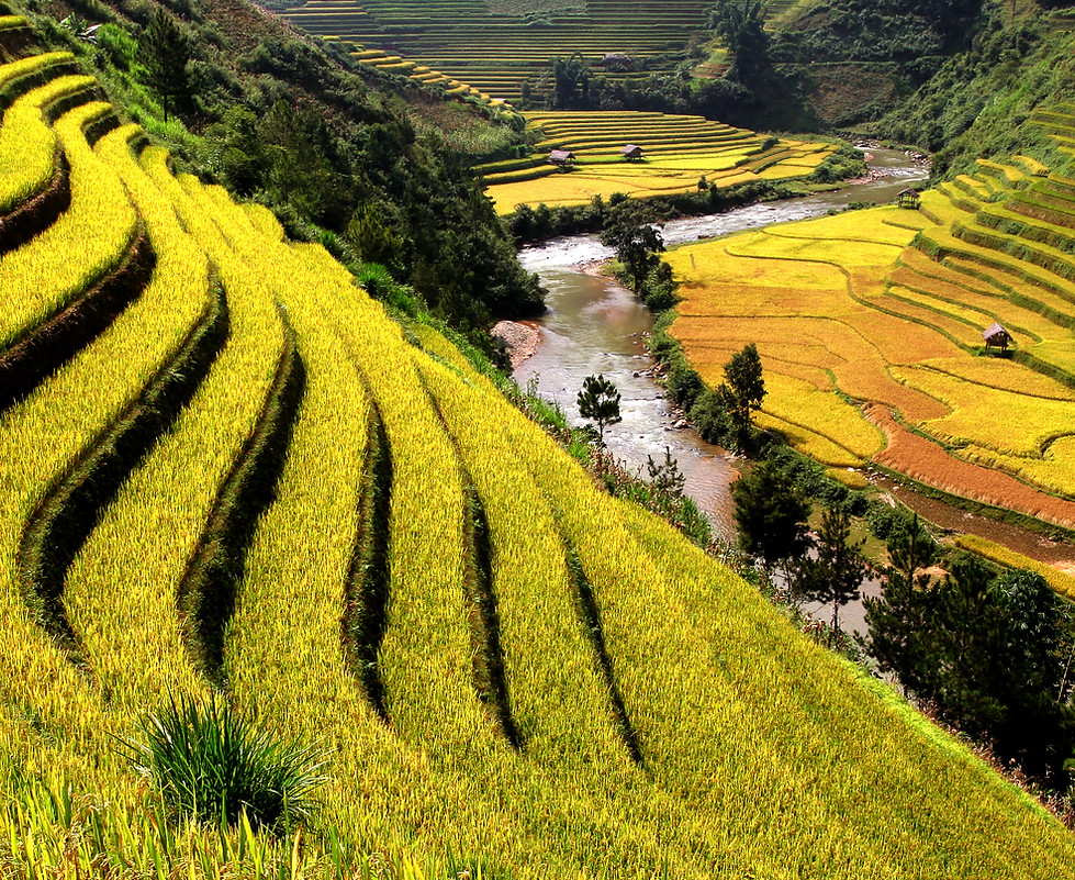 campos de arroz