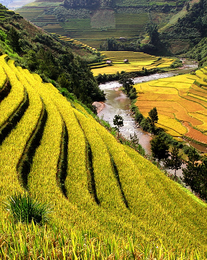Rice Fields