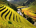 Rice Fields