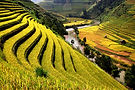 Rice Fields