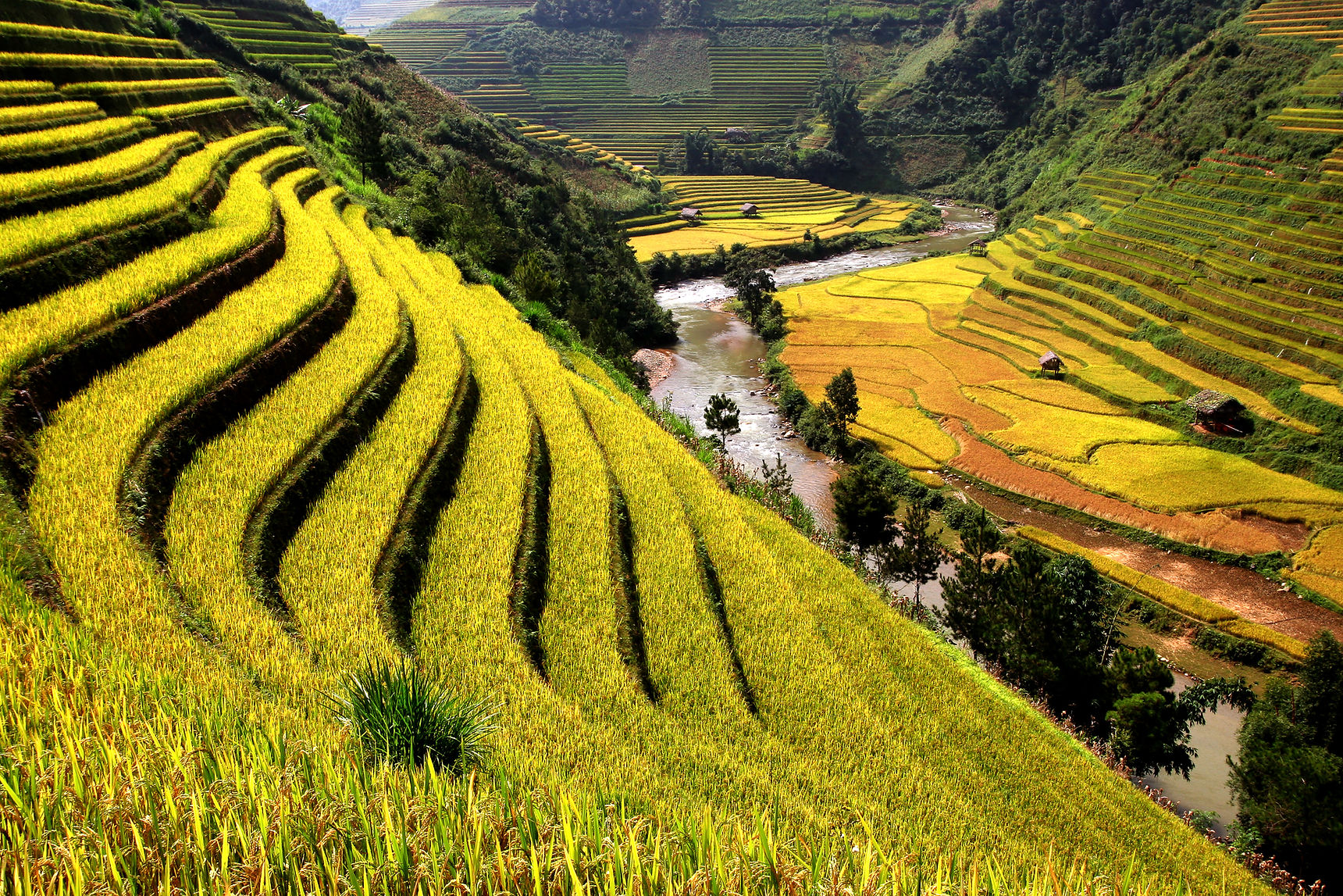 Rice Fields