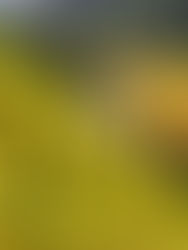 La agricultura vertical puede utilizar hasta un 98% menos de agua