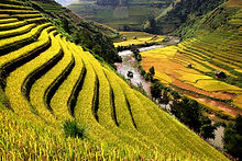 Rice Fields