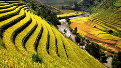 Rice Fields