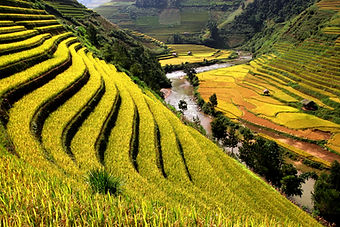 Rice Fields