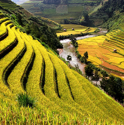 Rice Fields