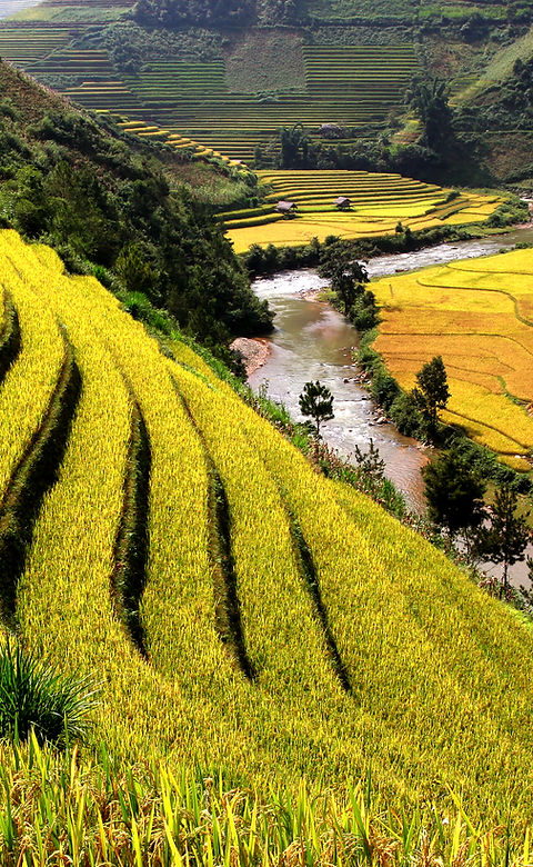 Rice Fields