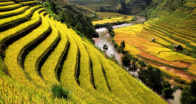 Rice Fields