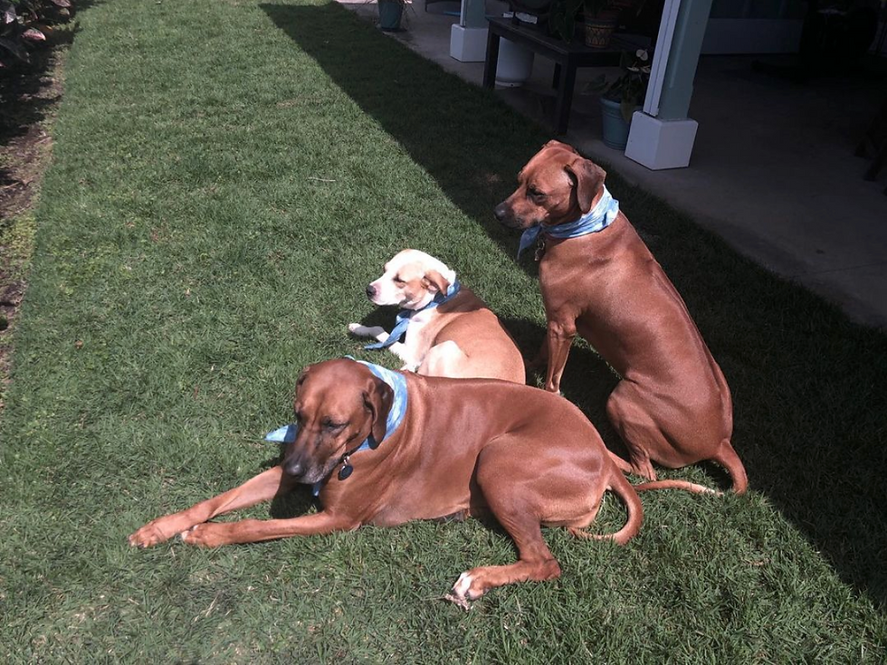 Nalu, Nohea, and Makai wearing custom Sh
