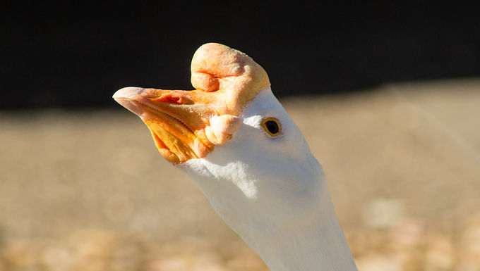 Photography: bird watching