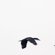 Flying
