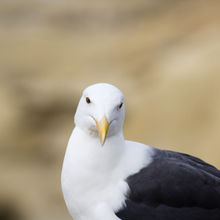 Sea Gull