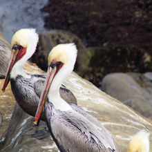 Birds