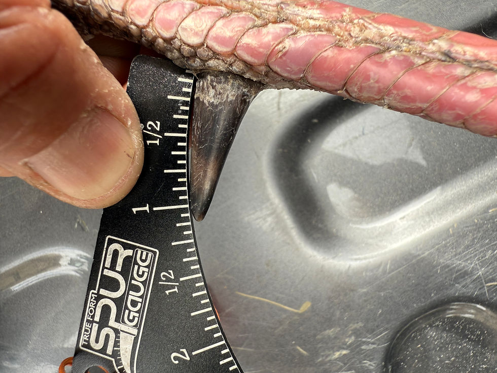 Measurement of Left Spur