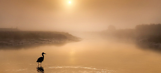 Deep Water Kung Fu Crane