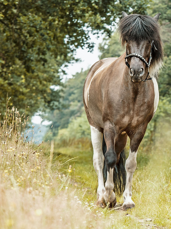 paard_alleen.jpg