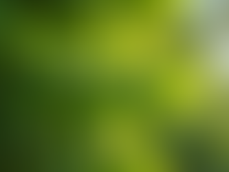 Essential Tree Health Assessments for Property Owners