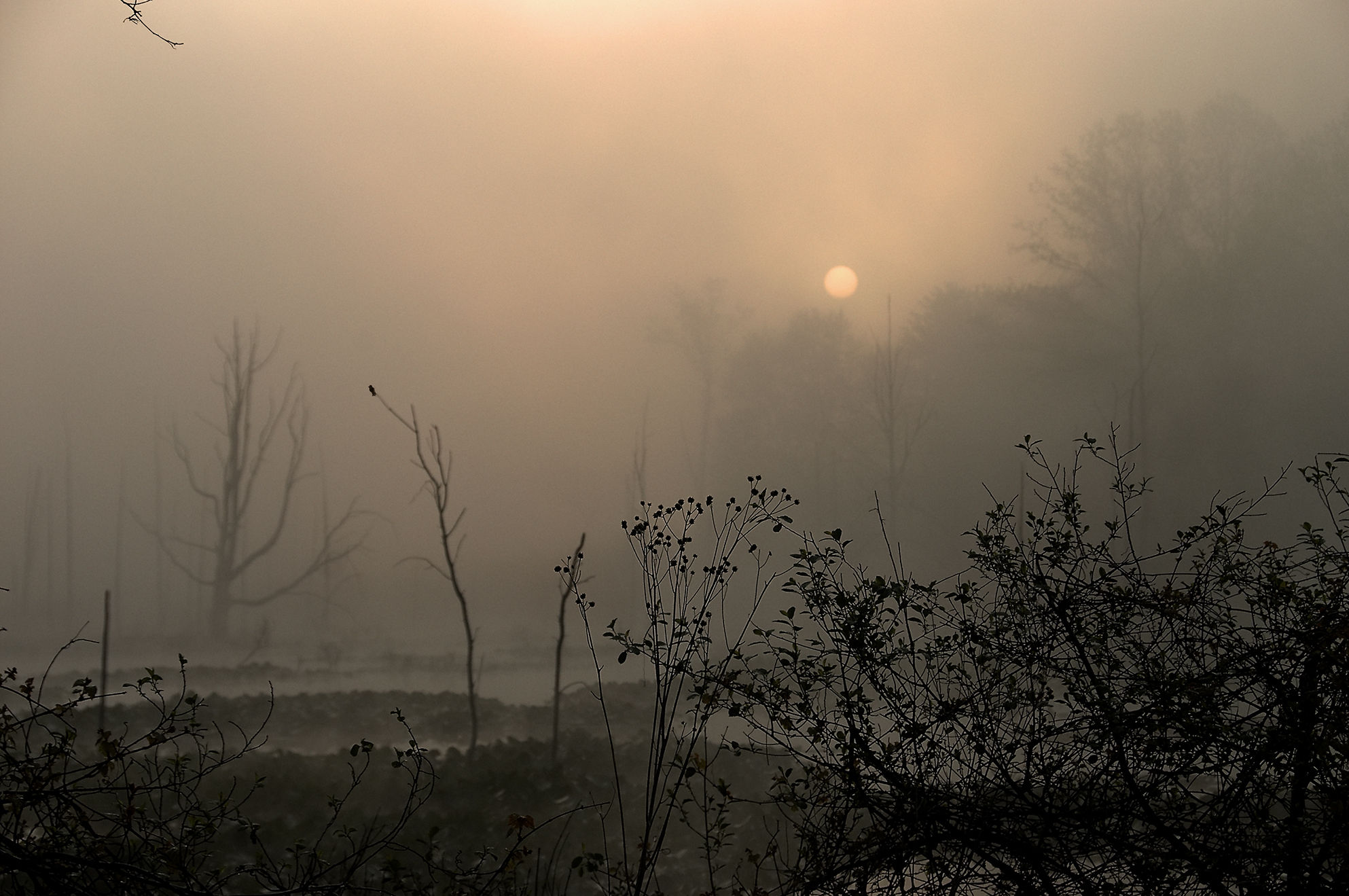 “Like to the blackbird at break of day…”