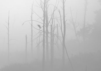 Awaiting a New Day