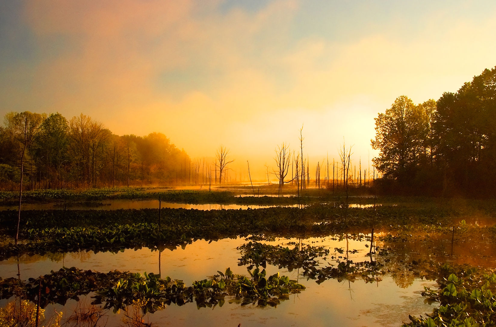 August Dawn, Schweitzer Marsh