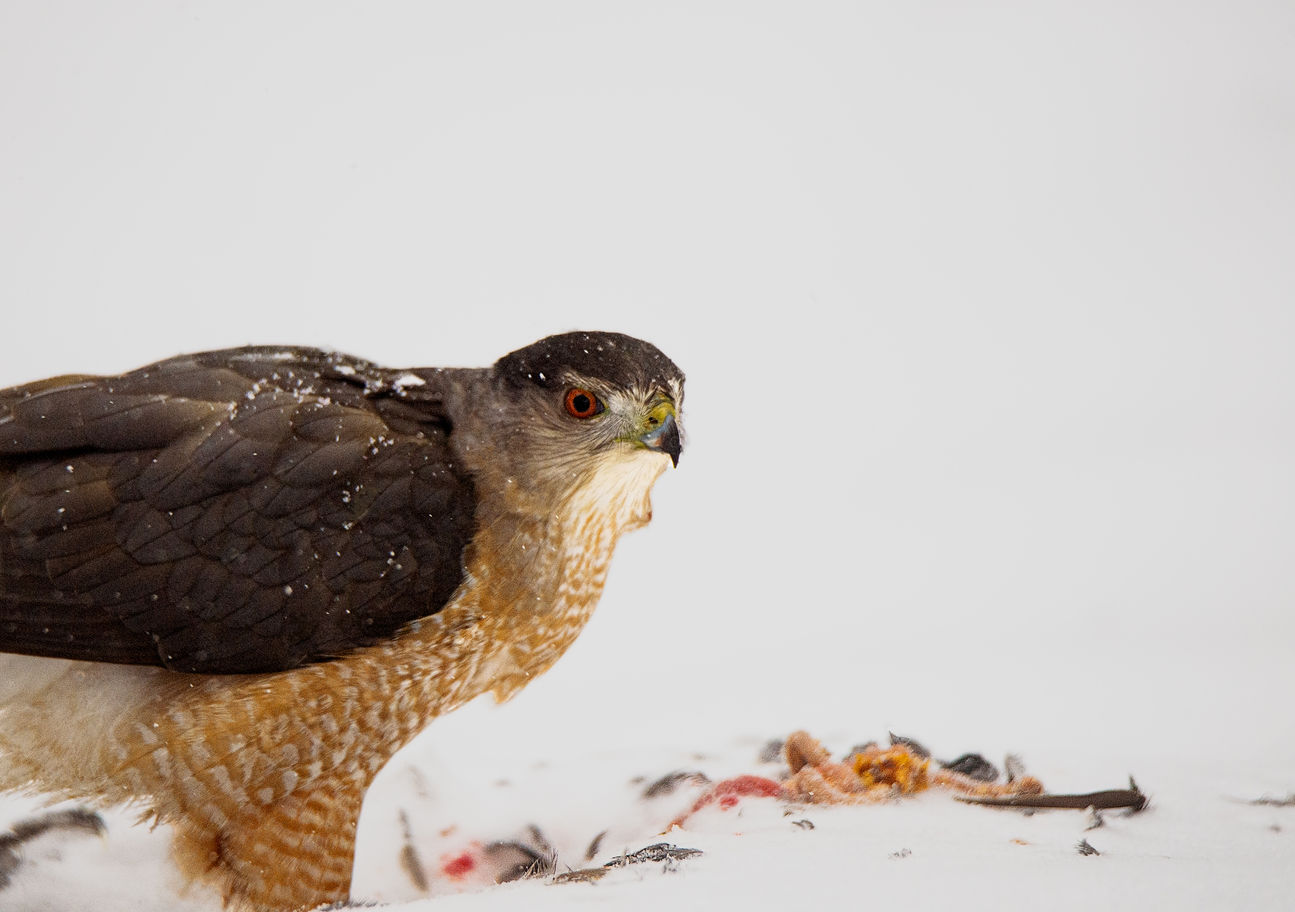 Live by the Sword ... , Cooper’s Hawk and Starling
