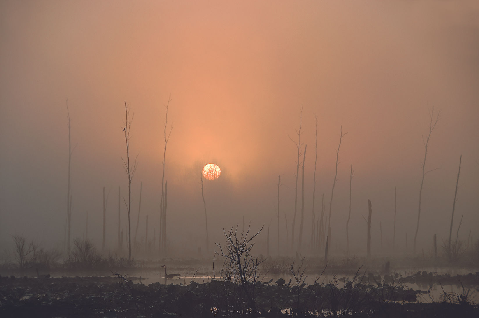 Blackbird and Goose at Sunrise