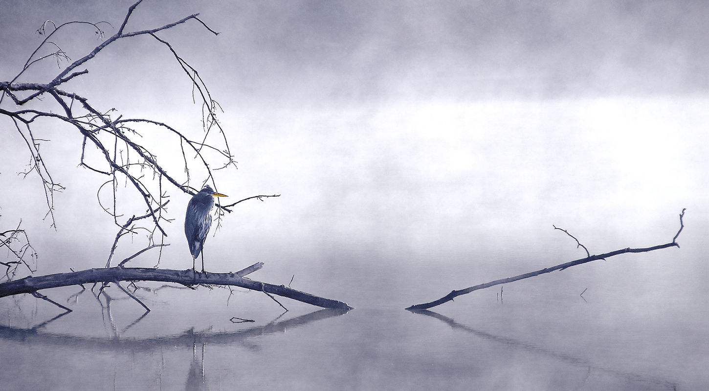 Heron Series, Set of Four Images