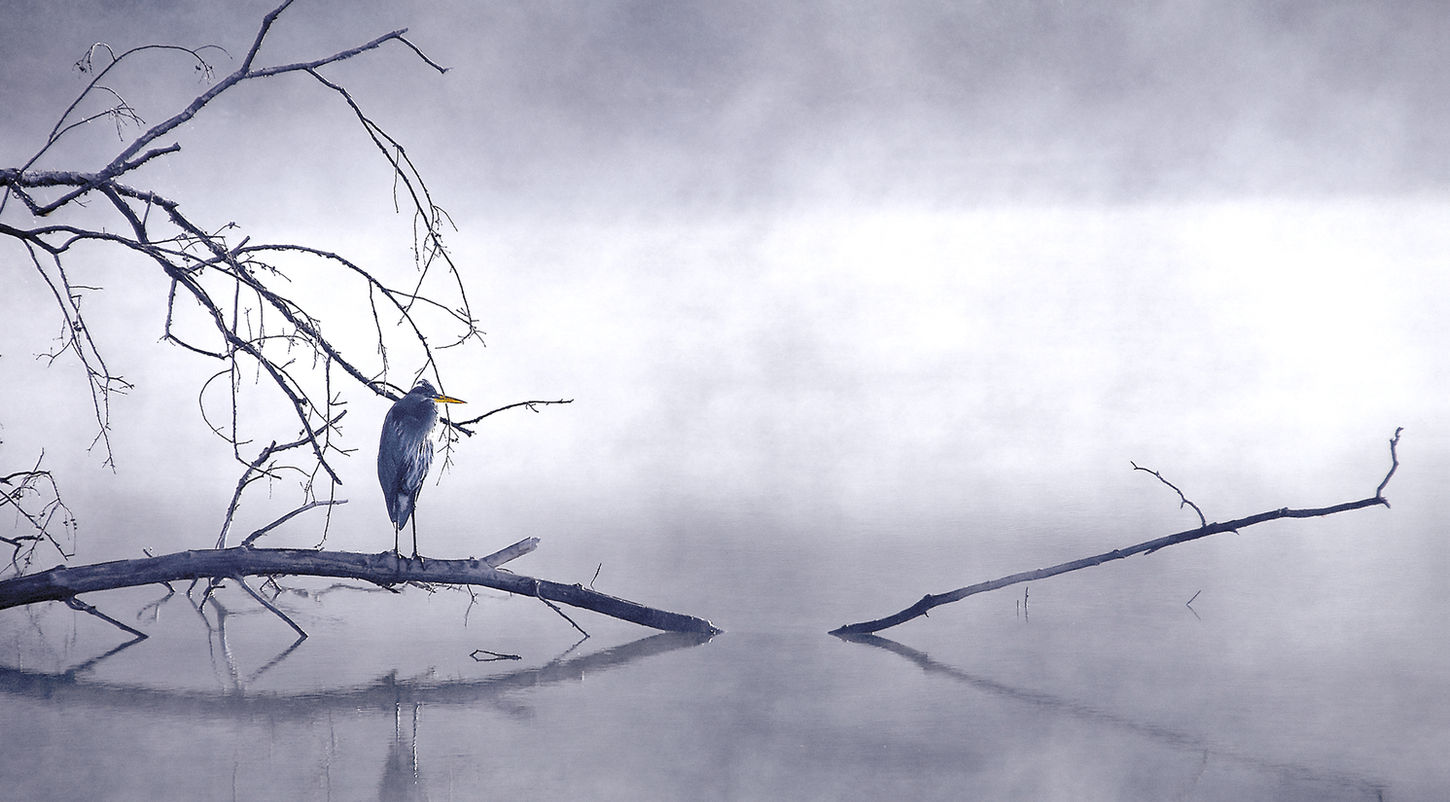 Heron Series, Set of Four Images