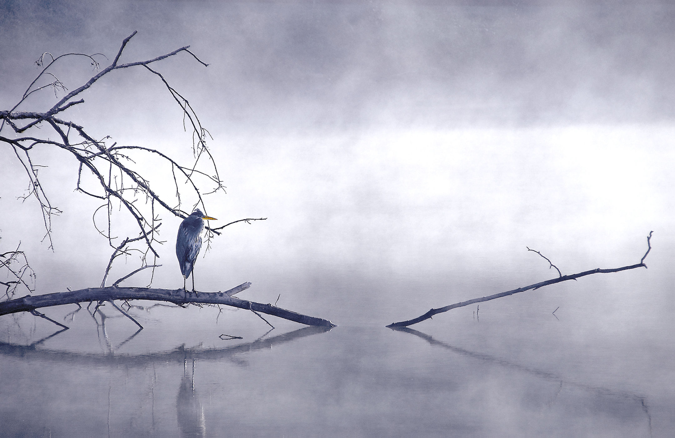Heron Series, Image 1