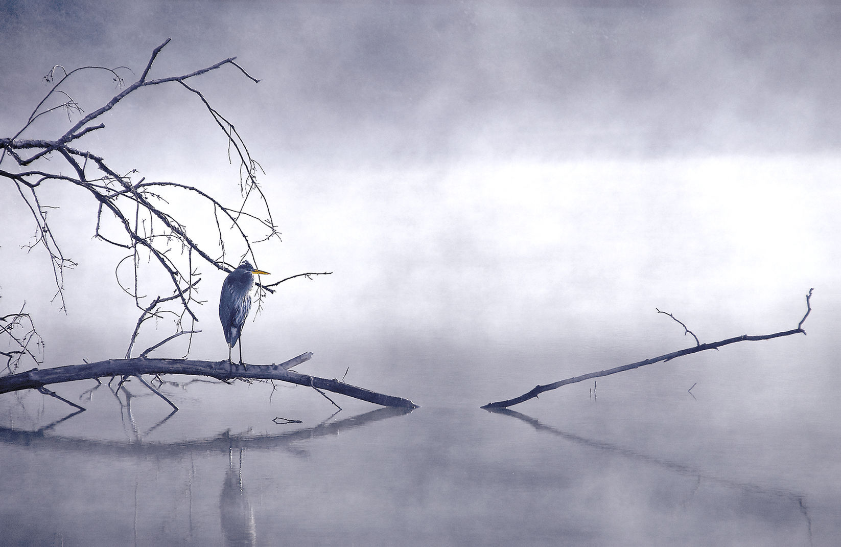 Heron Series, Set of Four Images