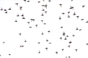 February Starlings