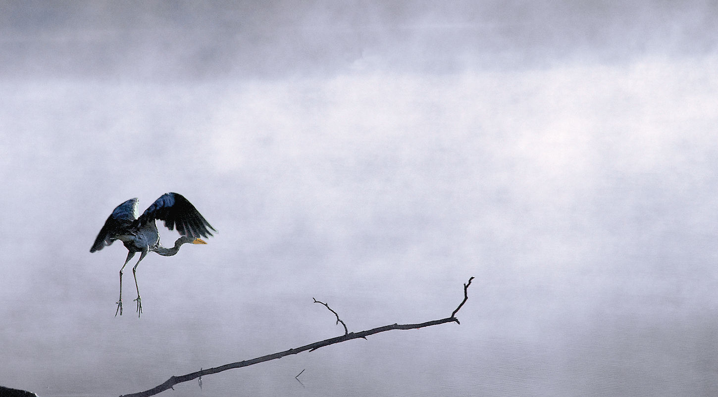 Heron Series, Image 3
