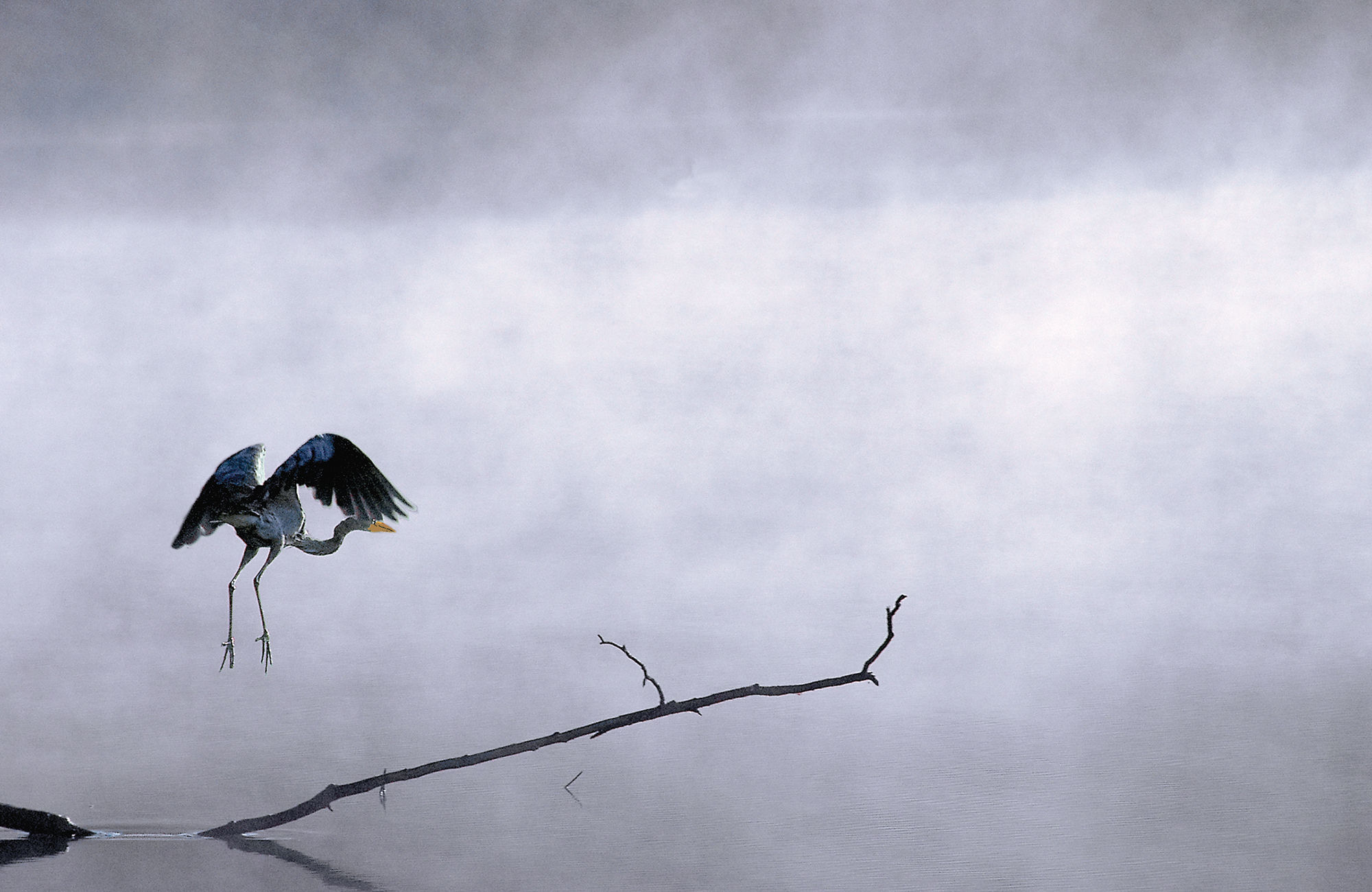 Heron Series, Image 3