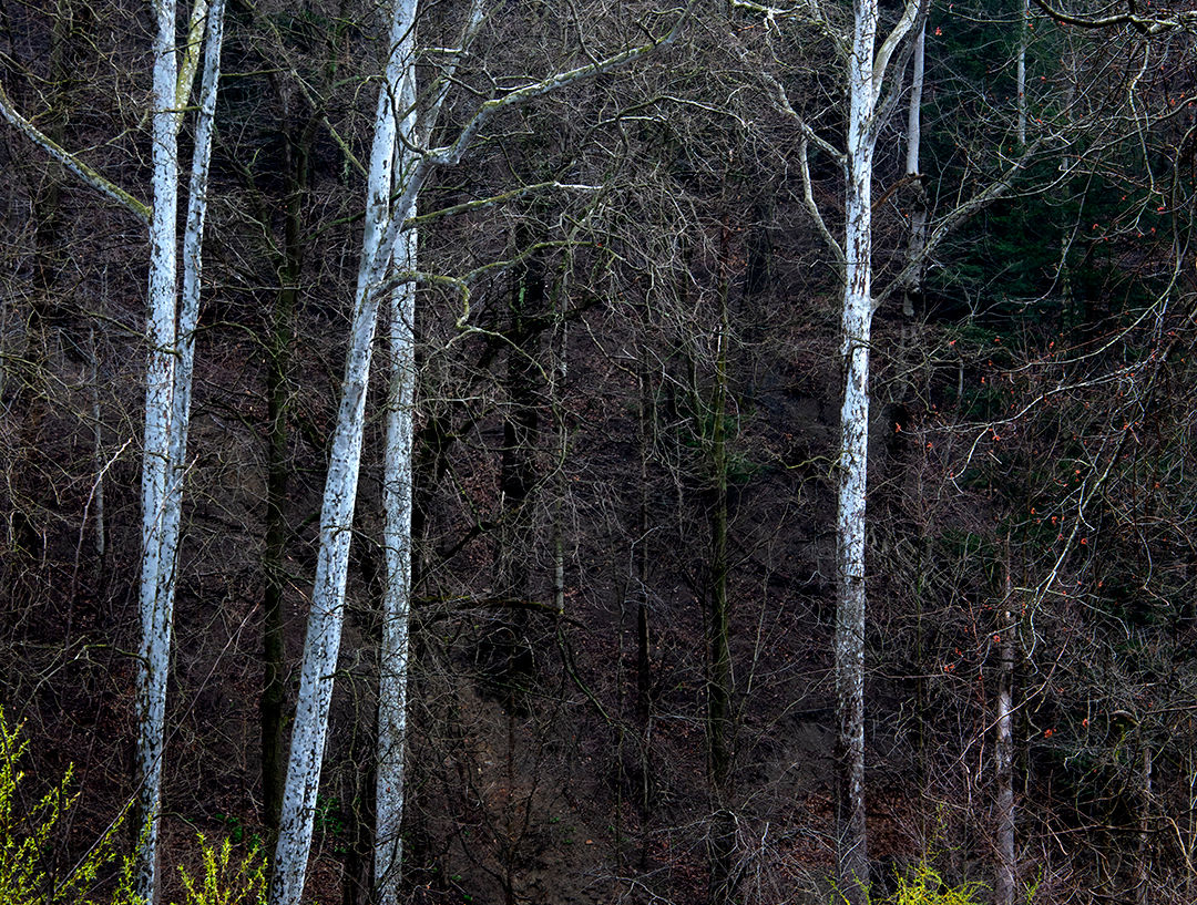 Moonlight Sycamore