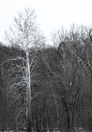 American Sycamore