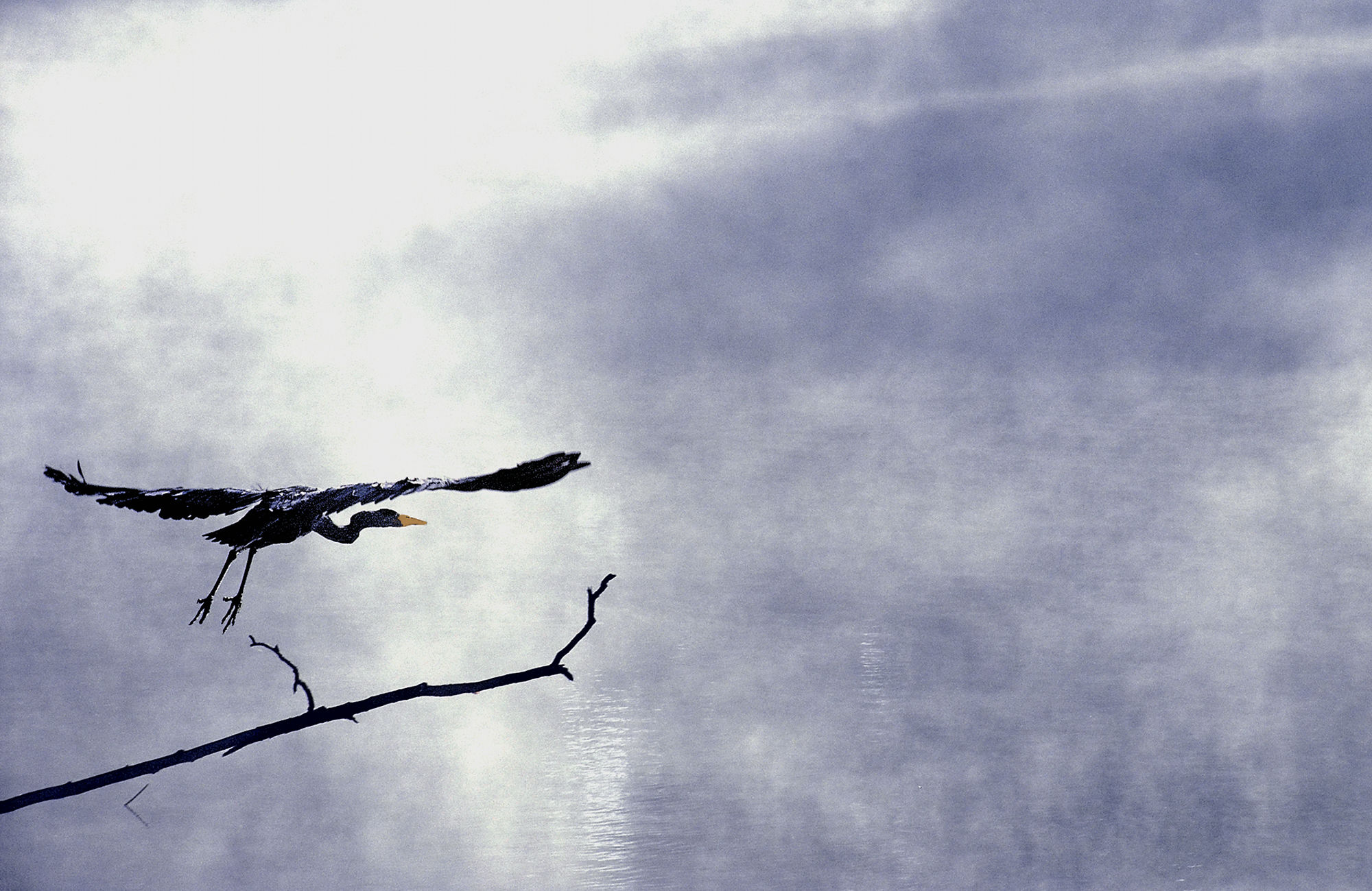 Heron Series, Image 4