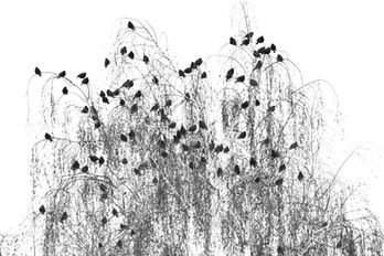 Starlings’ Score