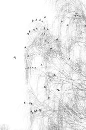 Weeping Birch, Starlings and Afternoon Snow