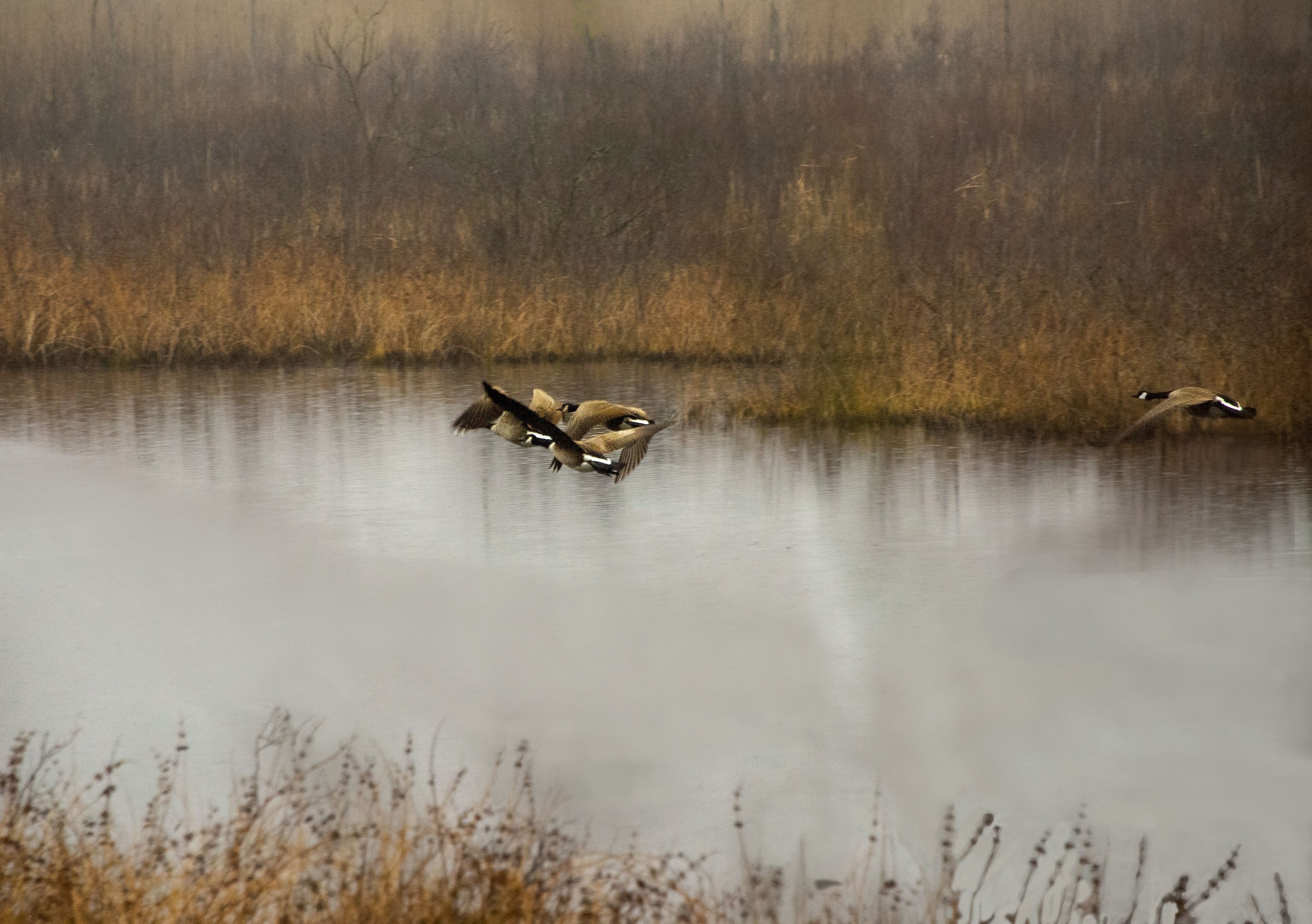 Late Geese