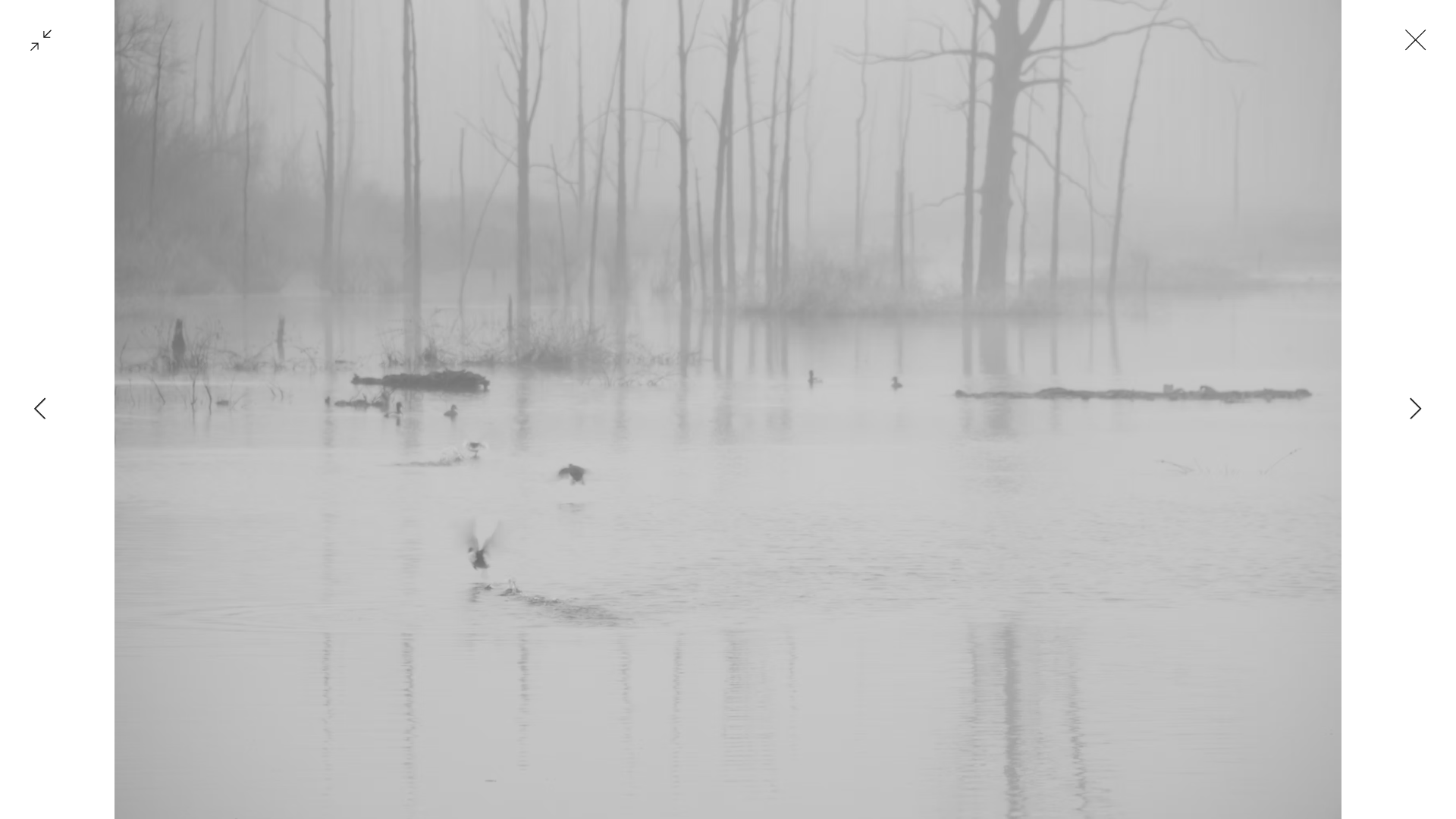 Foggy Morning Mallards