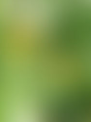 La PATIENCE que l'on apprend en jardinant...