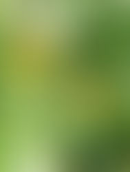 La PATIENCE que l'on apprend en jardinant...