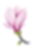 Magnolia Watercolor Painting