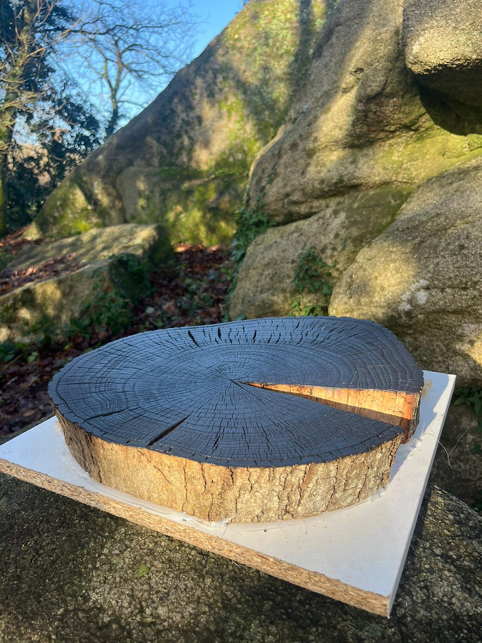 Miniature : Empreintes chêne d'Amérique (Quercus rubra)