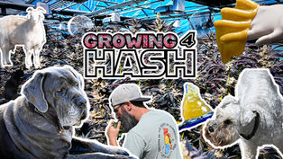Growing For Hash: Episode #5, Jar-Tests/Leafing/staggered Harvests